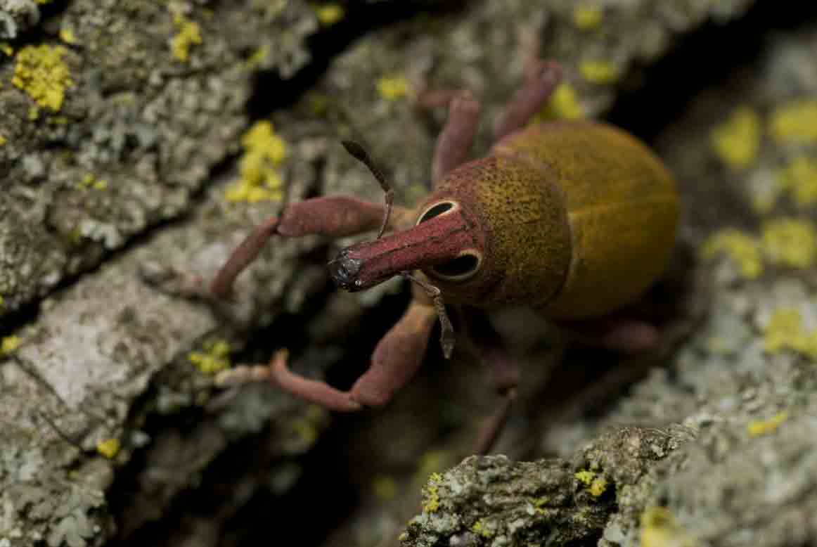 Lixomorphus algirus all''Insugherata